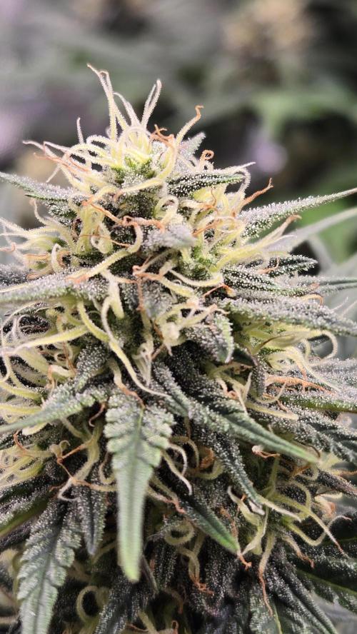 GuavaSundae Auto. Week 8