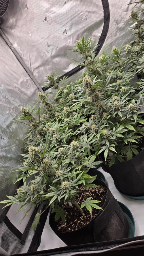 GuavaSundae Auto. Week 8