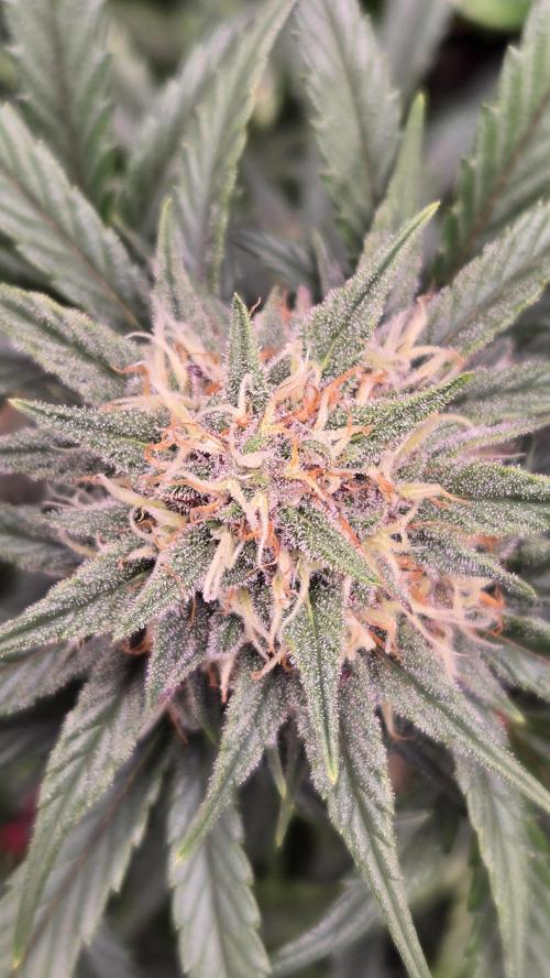 GuavaSundae Auto. Week 8