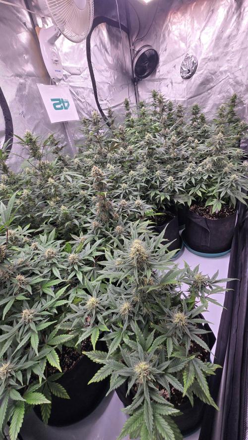 GuavaSundae Auto. Week 8