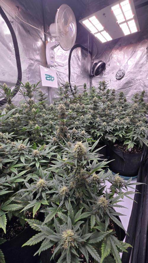 GuavaSundae Auto. Week 8