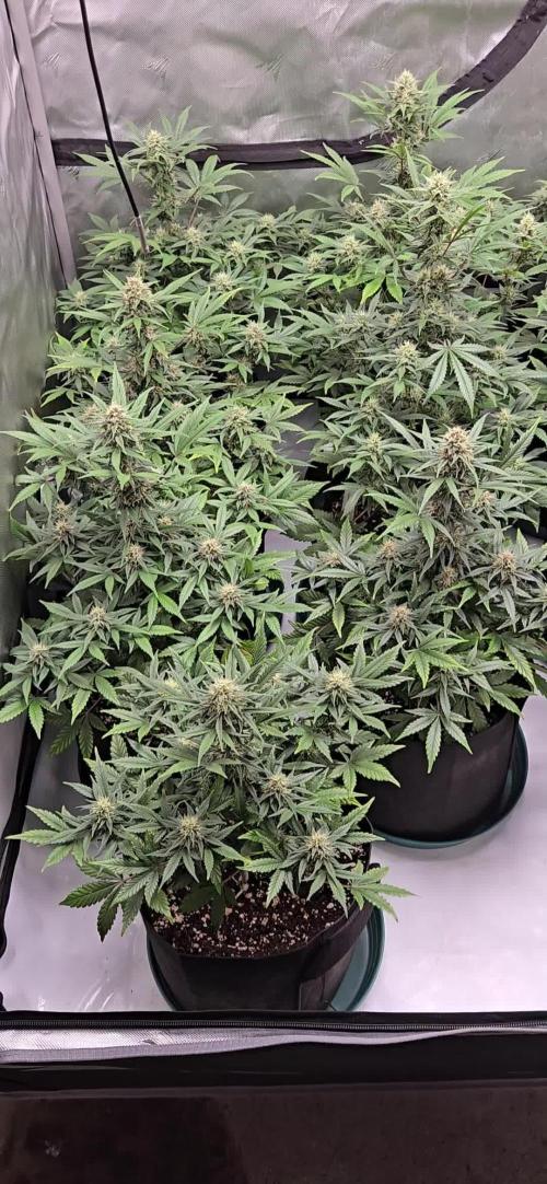 Guava Sundae Auto. Week 8