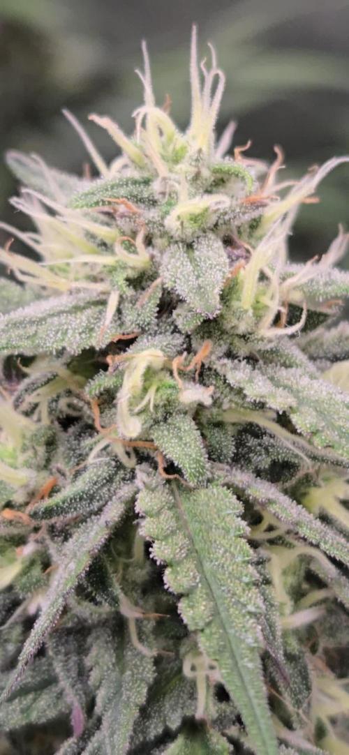 GuavaRuntzAuto