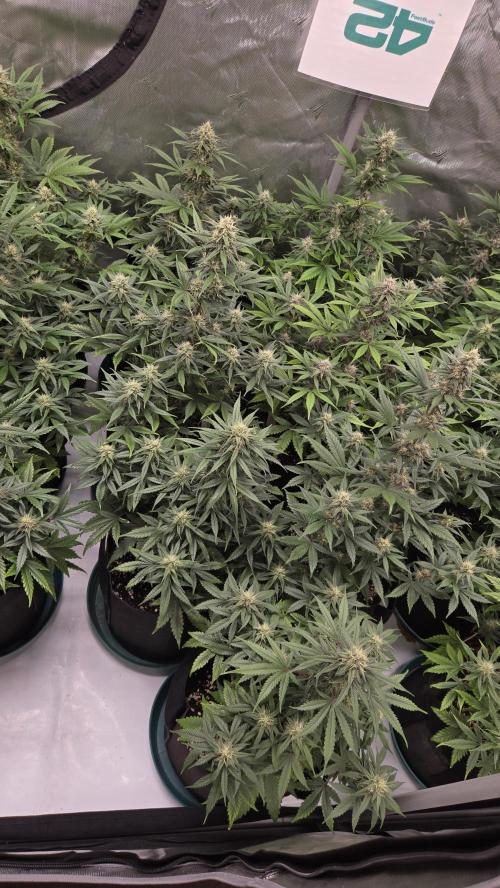 GuavaRuntzAuto. Week 8