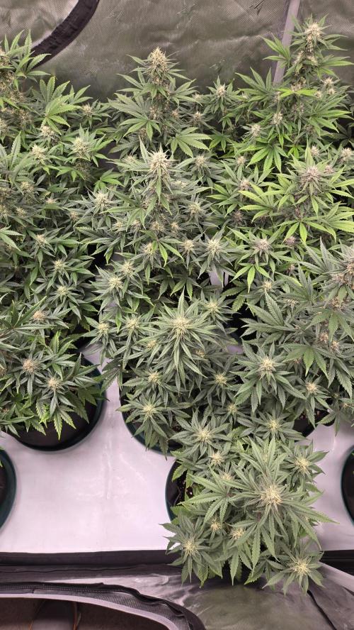 GuavaRuntzAuto. Week 8