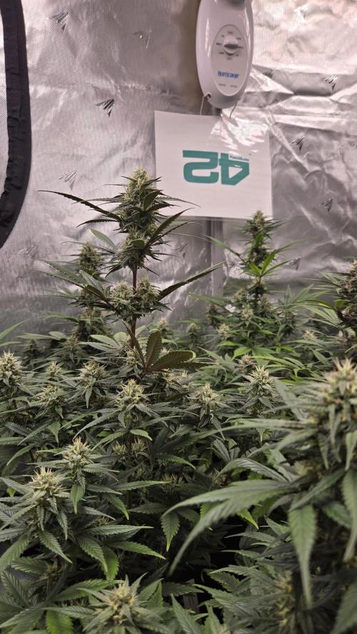 GuavaRuntzAuto. Week 8