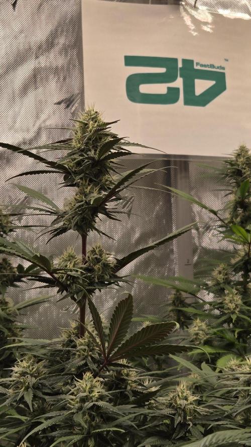 GuavaRuntzAuto. Week 8