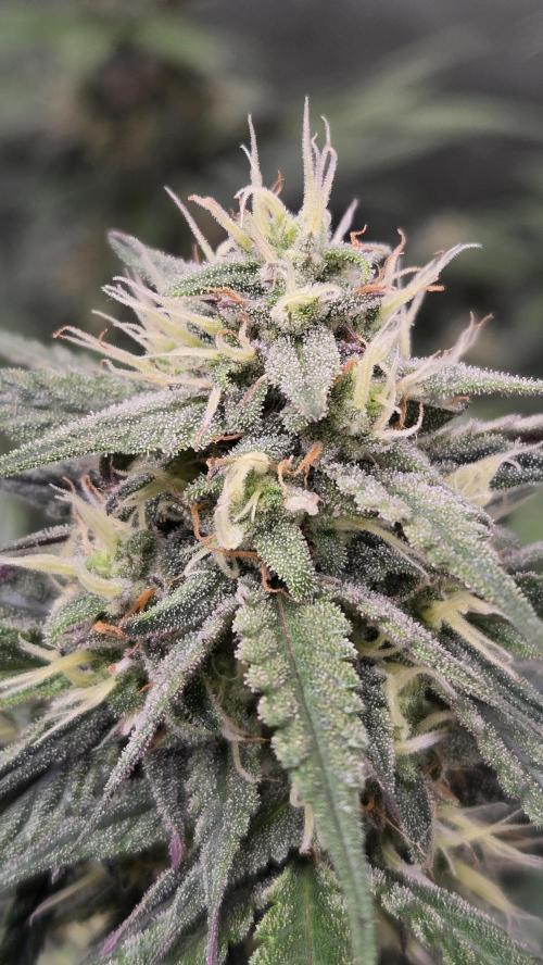GuavaRuntzAuto. Week 8