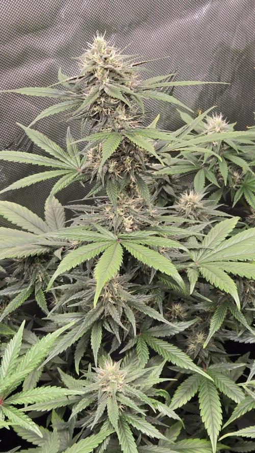 GuavaRuntzAuto. Week 8
