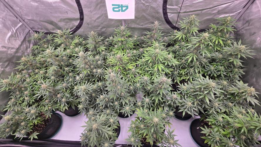 GuavaRuntzAuto. Week 8