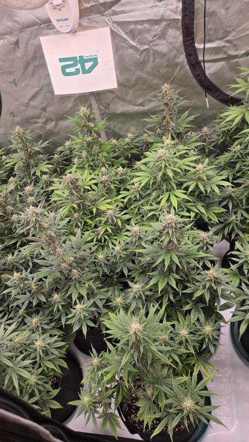 MendoGuavaAuto. Week 8