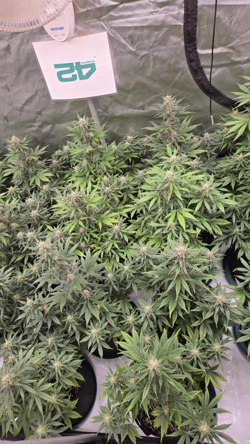 MendoGuavaAuto. Week 8