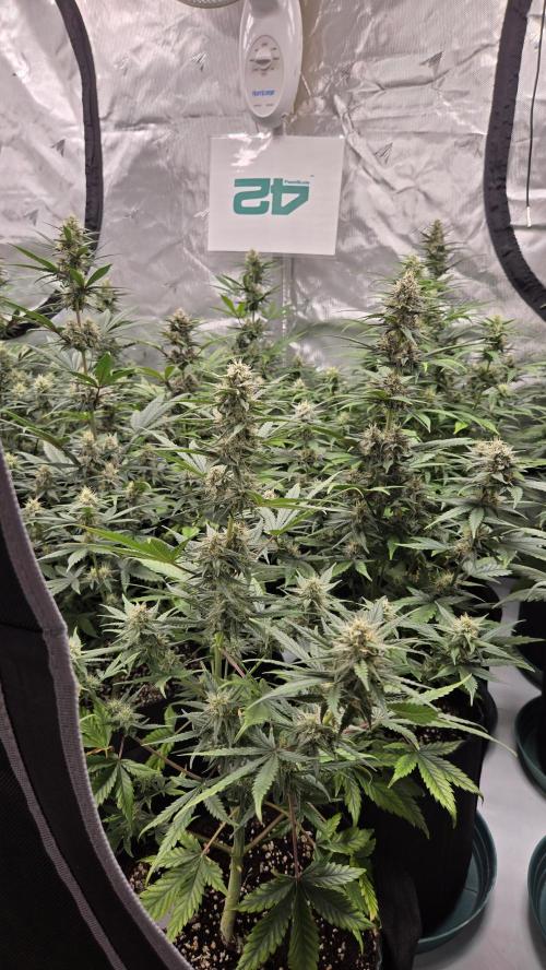MendoGuavaAuto. Week 8
