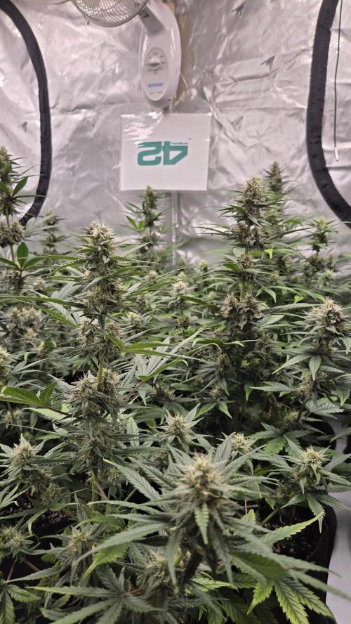 MendoGuavaAuto. Week 8