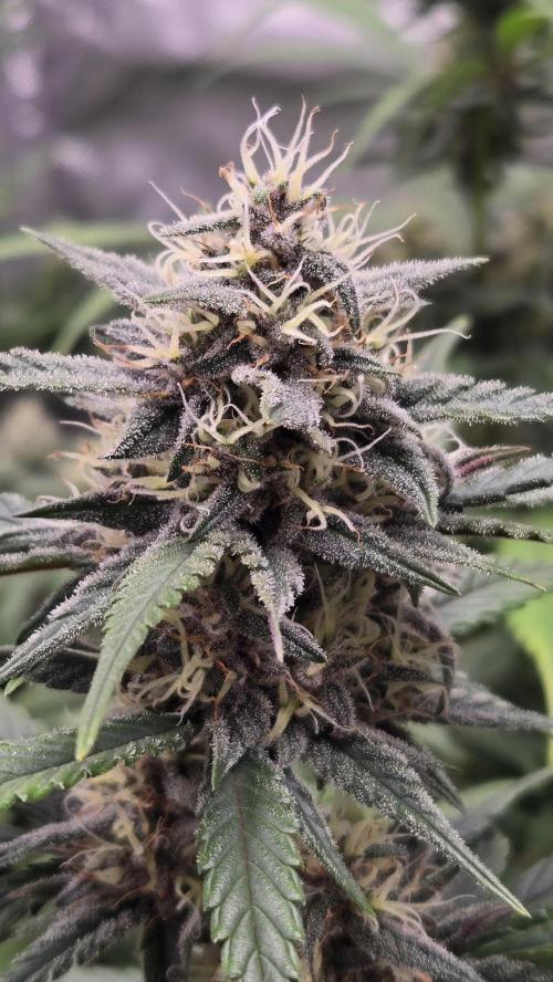 MendoGuavaAuto. Week 8