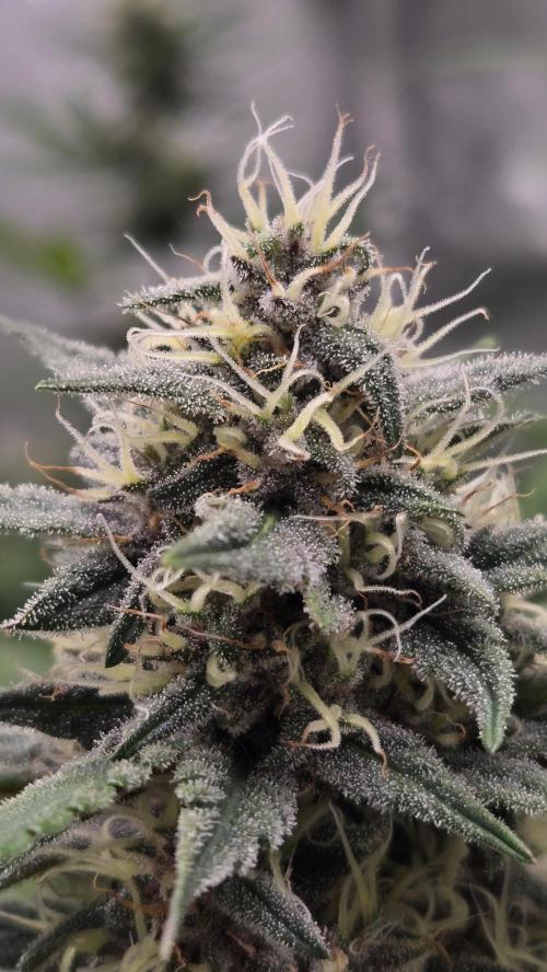 MendoGuavaAuto. Week 8