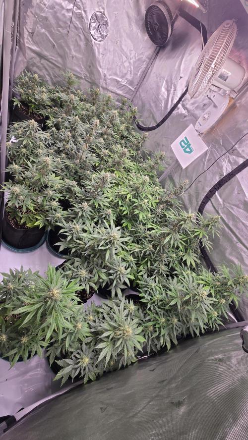 MendoGuavaAuto. Week 8