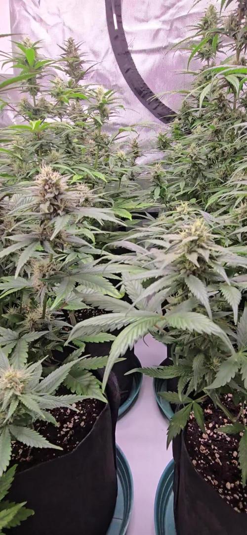 MendoGuavaAuto