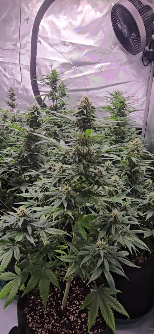 BananaGuavaAuto