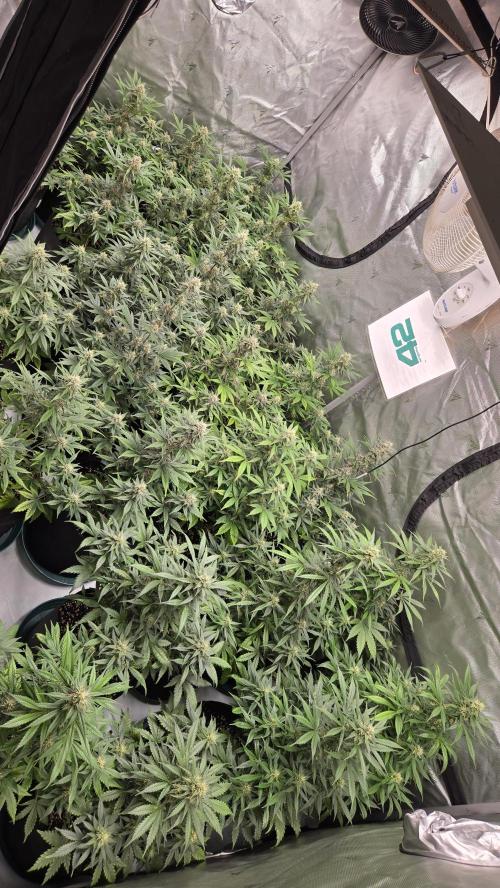BananaGuavaAuto. Week 7