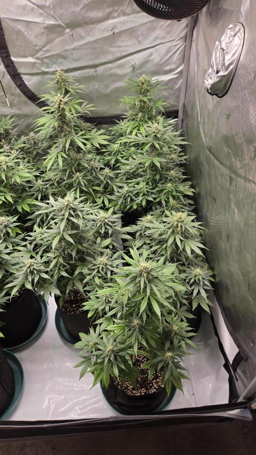 BananaGuavaAuto. Week 7