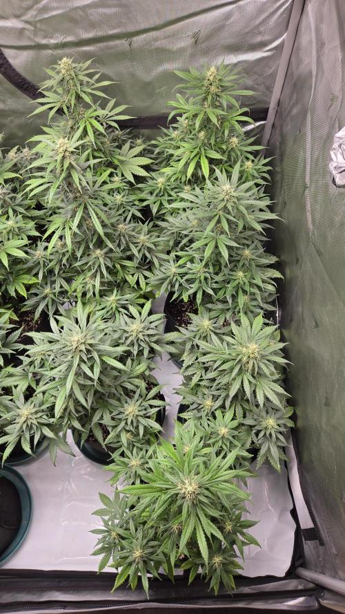 BananaGuavaAuto. Week 7