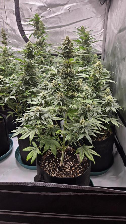 BananaGuavaAuto. Week 7