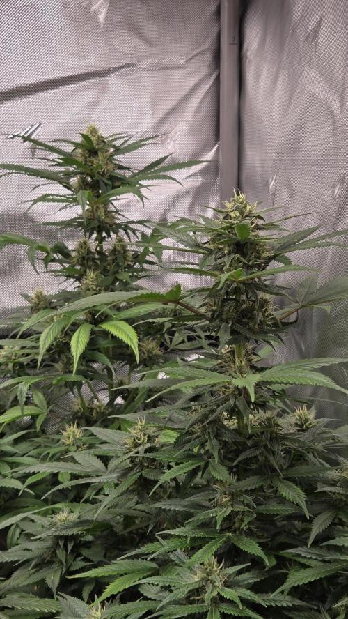 BananaGuavaAuto. Week 7