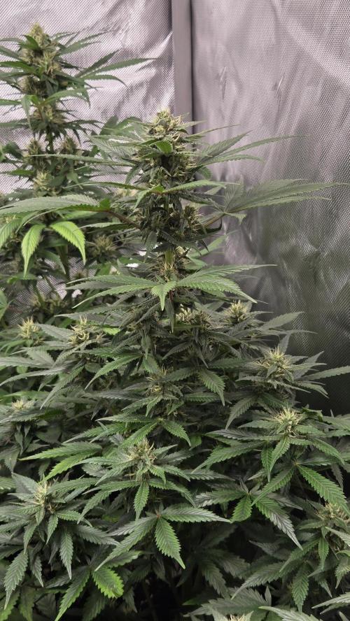 BananaGuavaAuto. Week 7