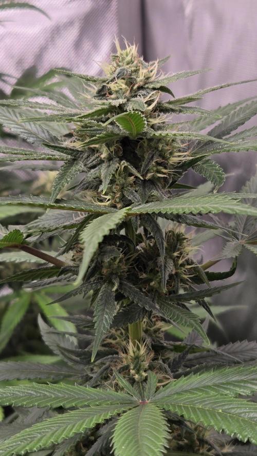 BananaGuavaAuto. Week 7