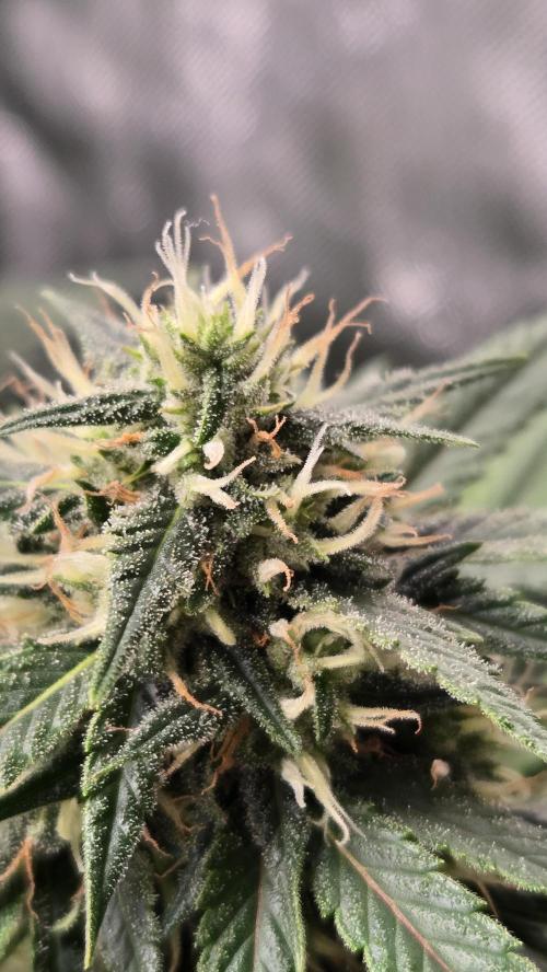 BananaGuavaAuto. Week 7