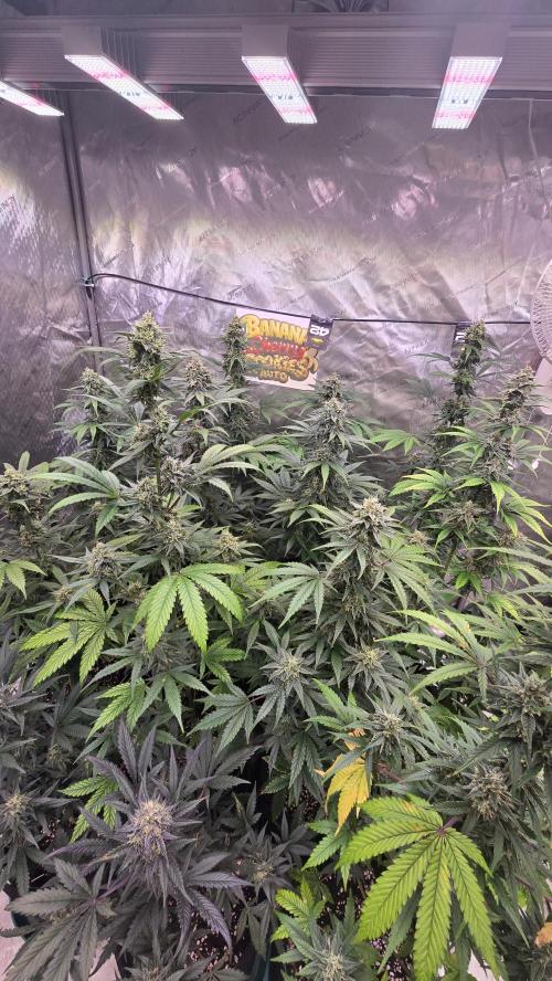 BananaCherryCookiesAuto. Week 9