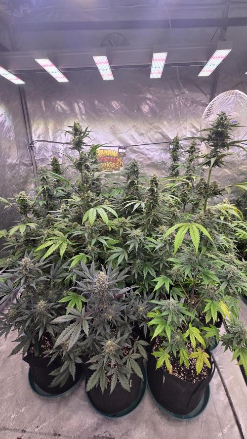 BananaCherryCookiesAuto. Week 9