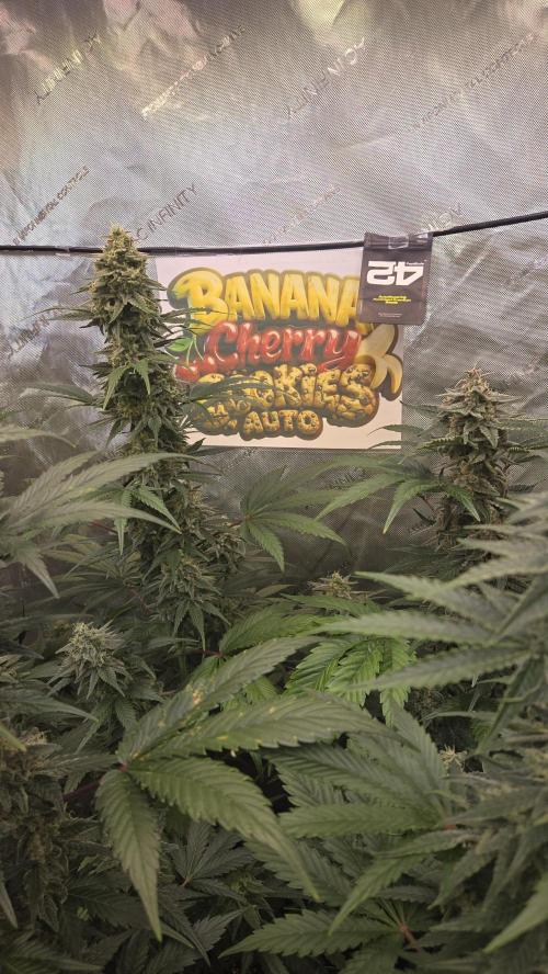 BananaCherryCookiesAuto. Week 9