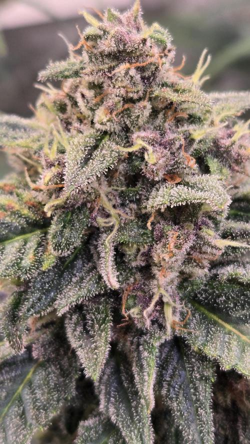 BananaCherryCookiesAuto. Week 9
