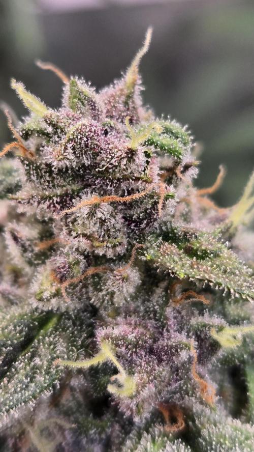 BananaCherryCookiesAuto. Week 9