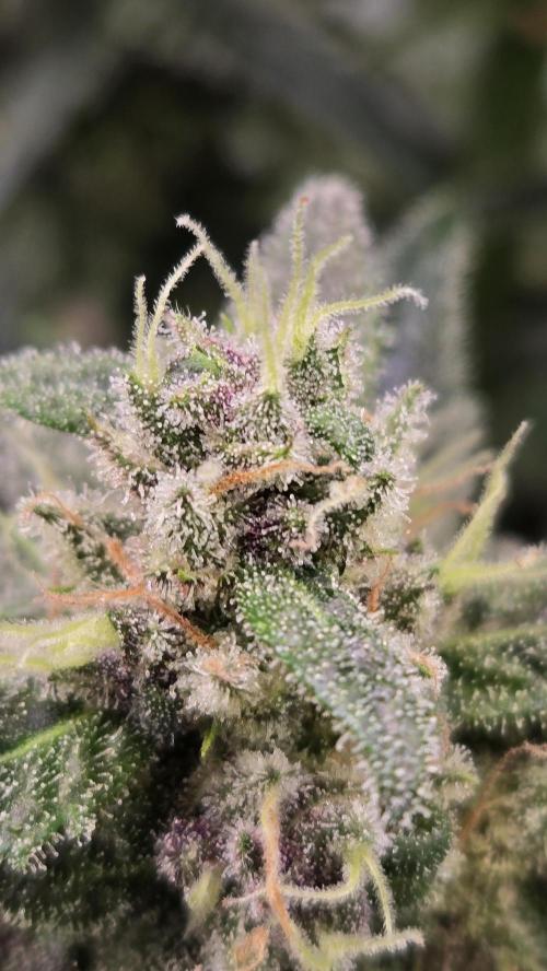 BananaCherryCookiesAuto. Week 9