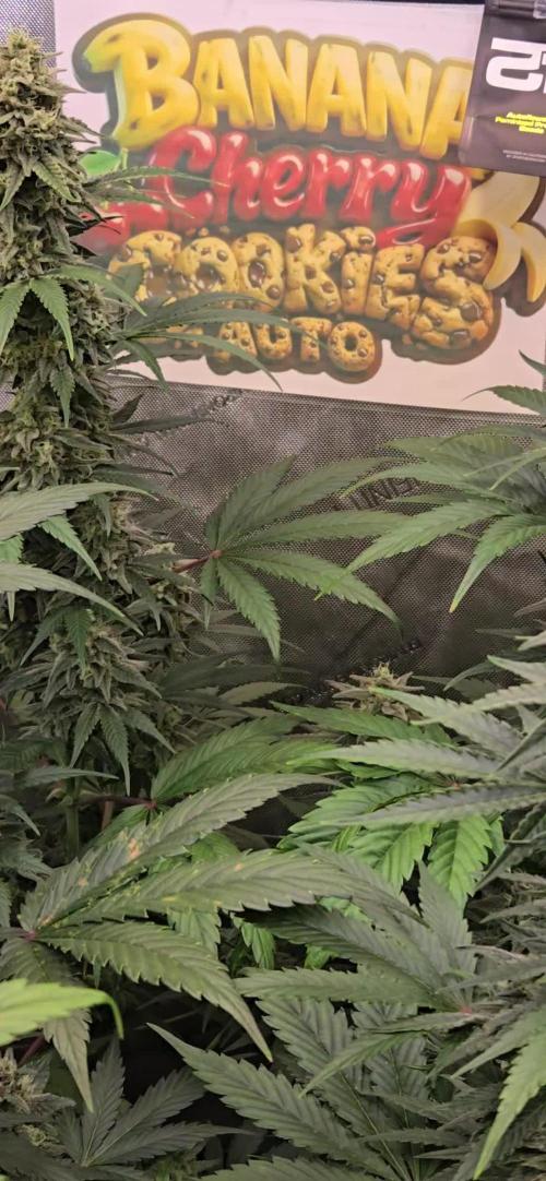 BananaCherryCookiesAuto