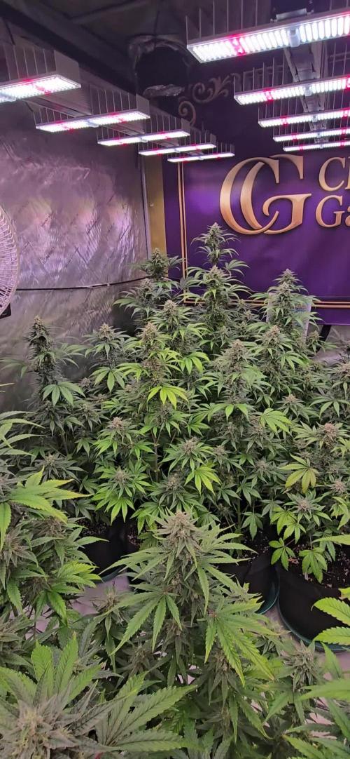 BananaFrostAuto
