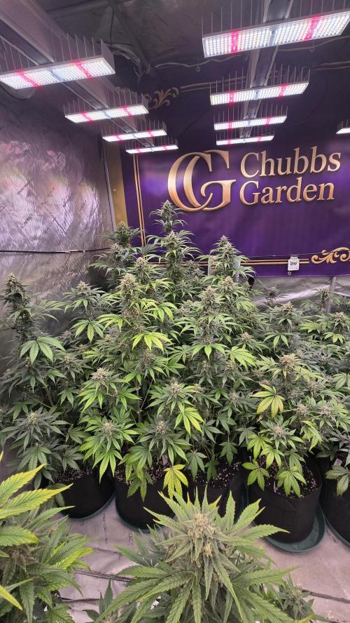 BananaFrostAuto. Week 9