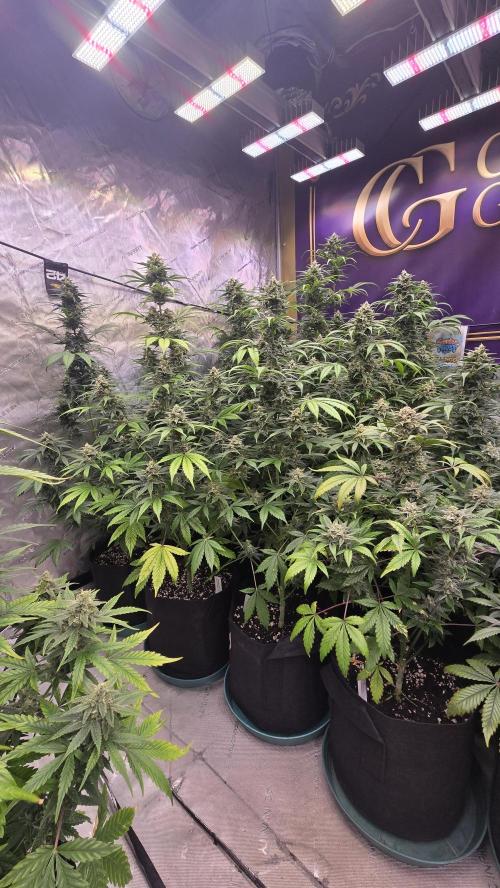 BananaFrostAuto. Week 9