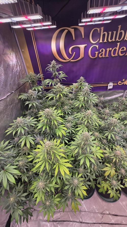 BananaFrostAuto. Week 9