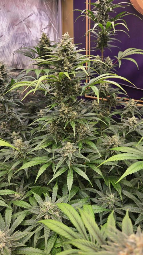 BananaFrostAuto. Week 9