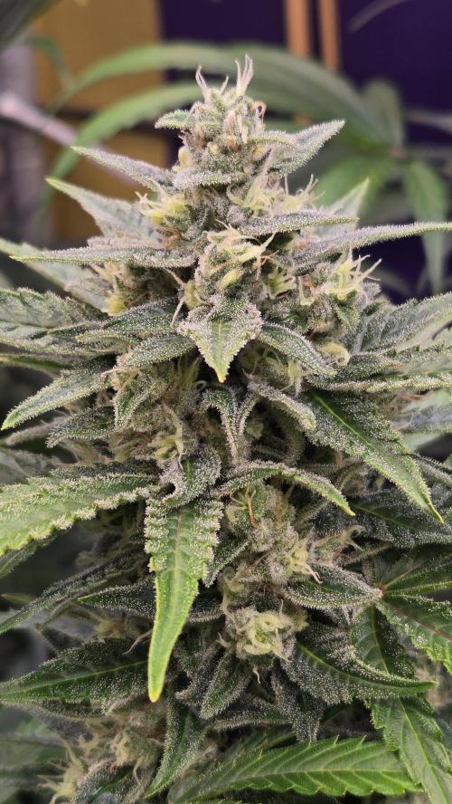 BananaFrostAuto. Week 9