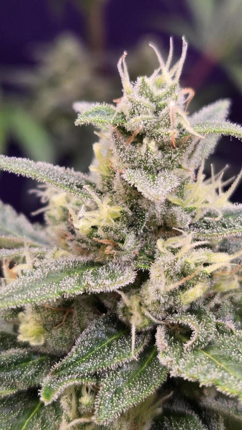 BananaFrostAuto. Week 9