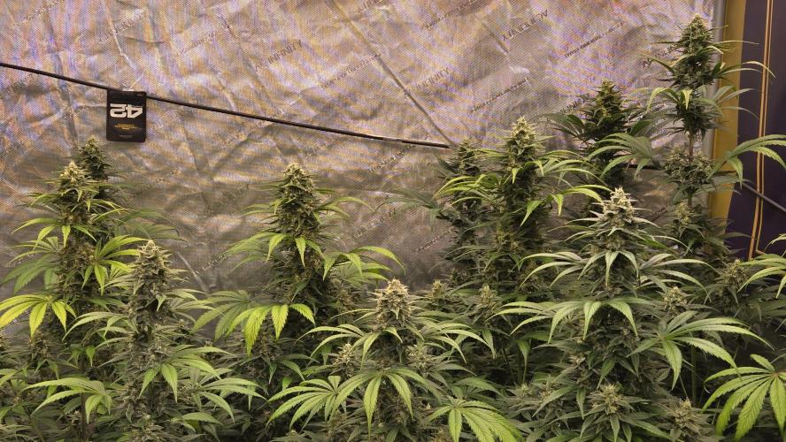 BananaFrostAuto. Week 9