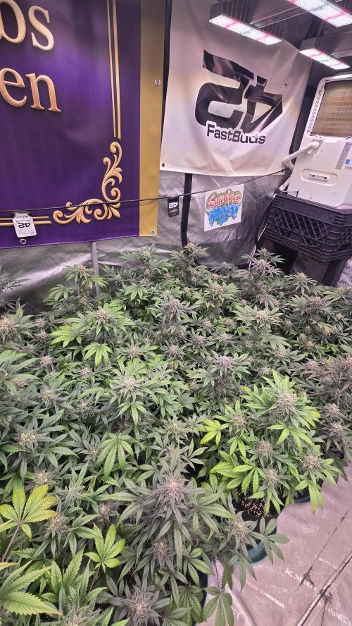 Sundae Frost Auto. Week 9