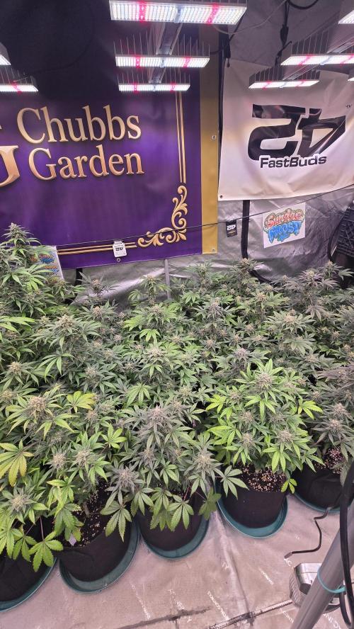 Sundae Frost Auto. Week 9