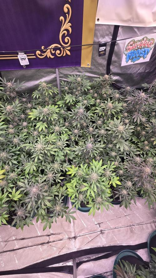 Sundae Frost Auto. Week 9