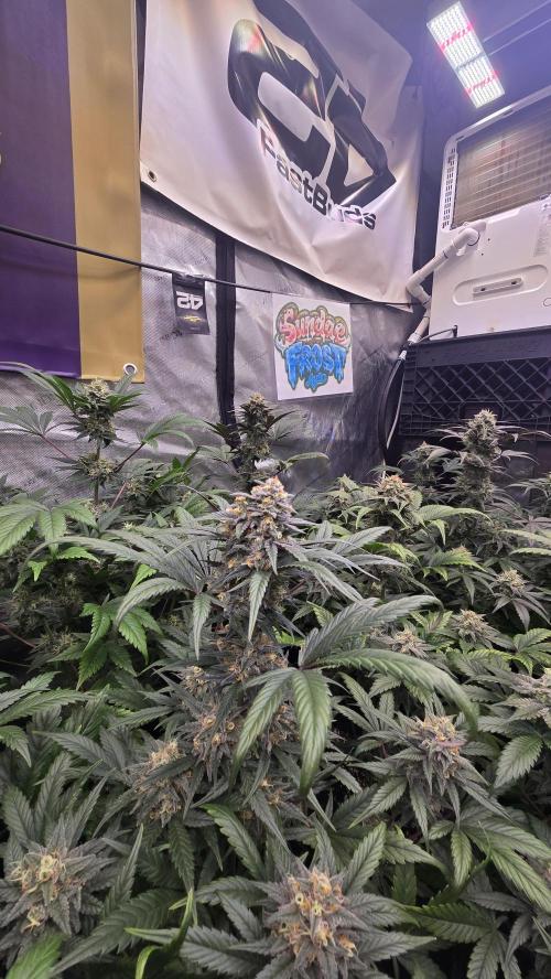 Sundae Frost Auto. Week 9